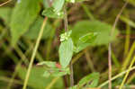 White goldenrod